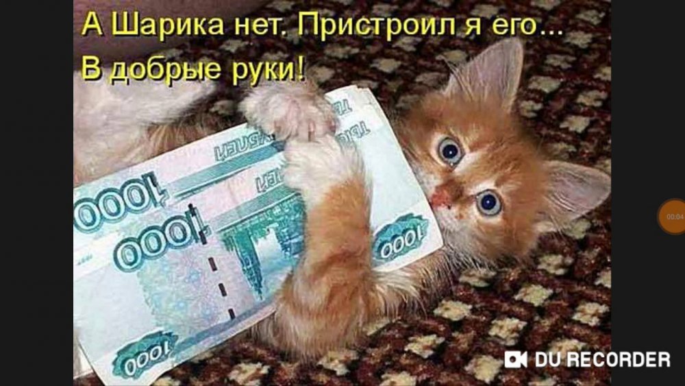 Котик с денежкой смешно