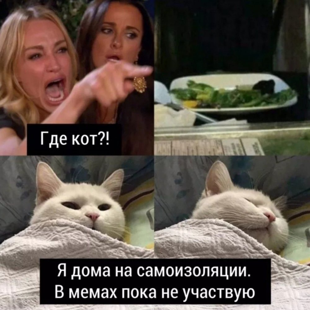 Кот из мемы