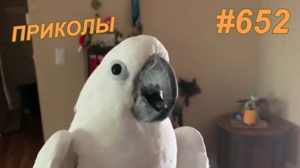 Смешные ролики про попугаев