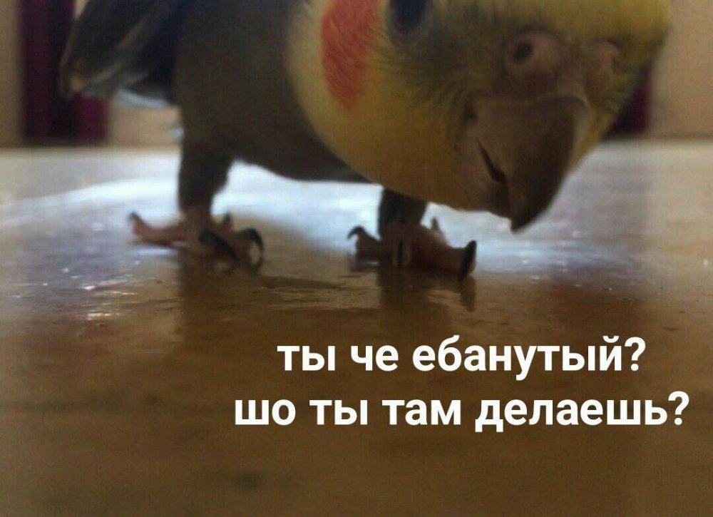 Мемы с попугаями на случай важных переговоров
