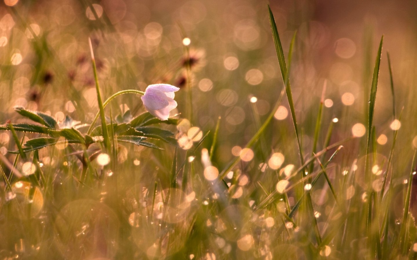Рано роса. Нежные весенние цветы. Цветы в лучах солнца. Утро природа.