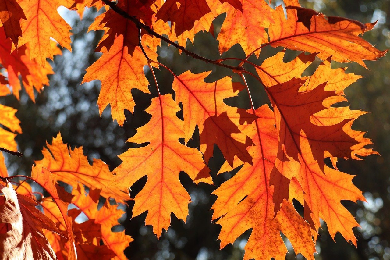 Каким цветом листья осенью. Дуб черешчатый осенью лист. Дуб черешчатый окраска листьев. Осенние листья дуба. Осенний дуб.