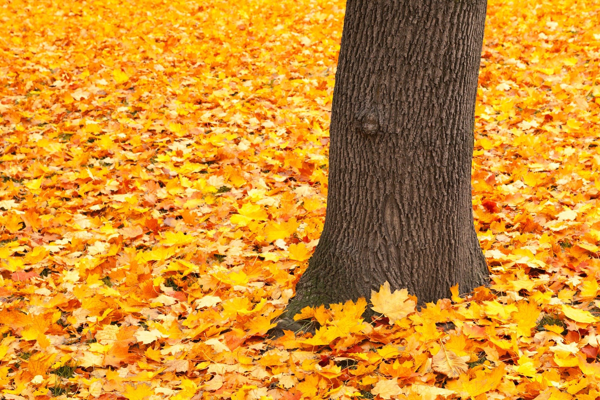 Сток лист. Осень листопад. Осеннее дерево. Осень листья. Падающие листья.