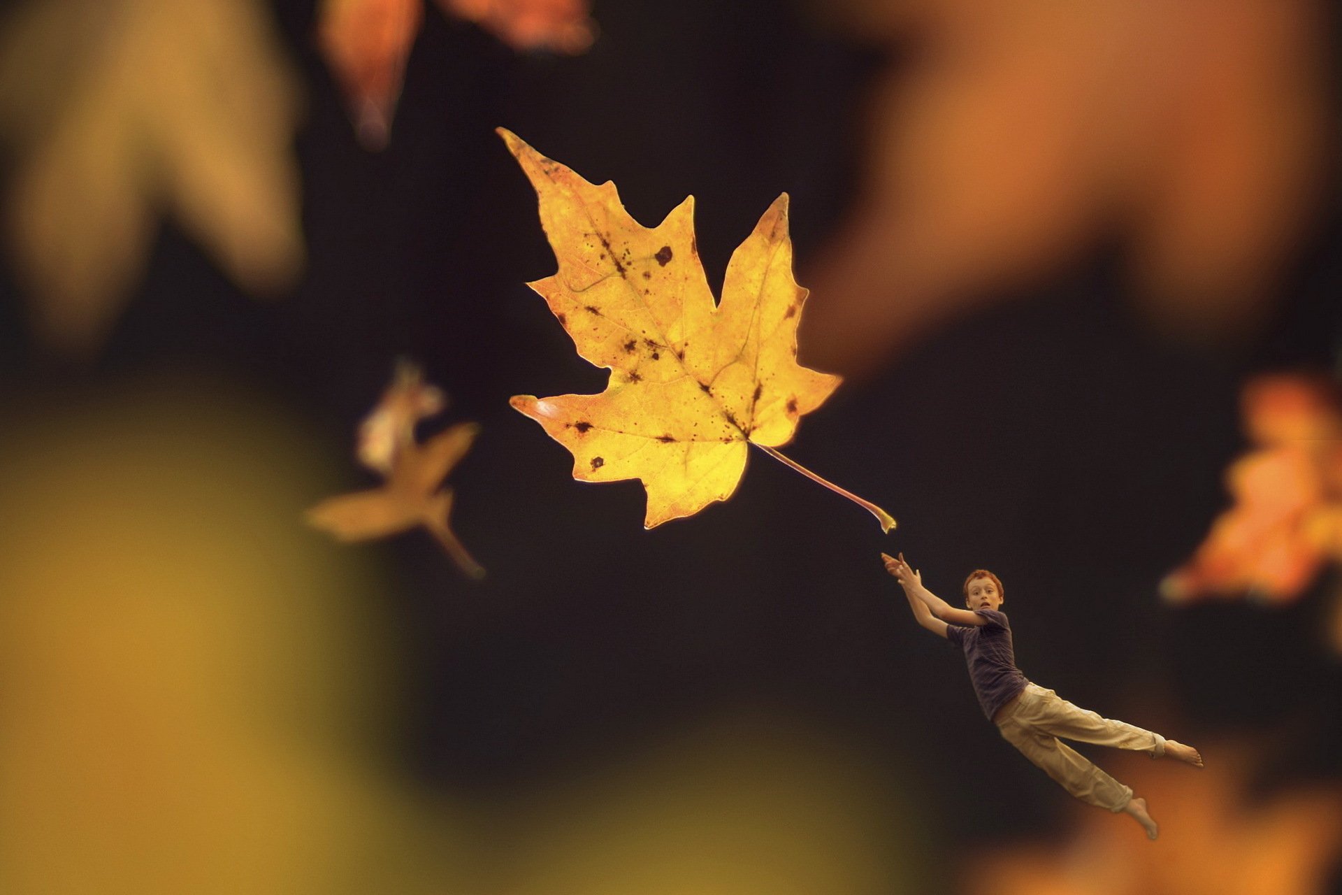 Ветер уносит листья. Падающие листья. Падающий кленовый лист. Летающие листья. Падающая листва.