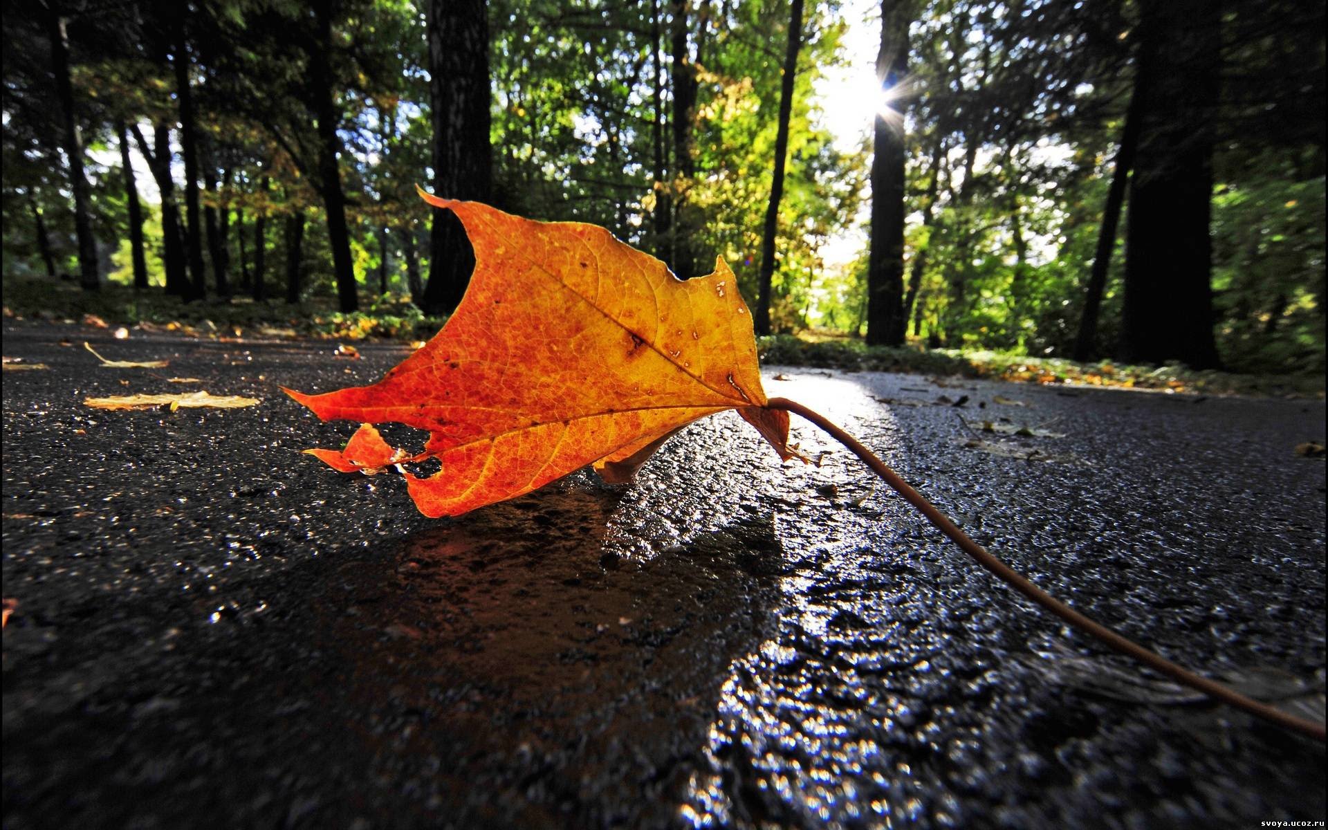 Да что говорить каждый осенний лист. Осенние листья. Листья в воздухе. Листья на дороге. Листья кружатся в воздухе.