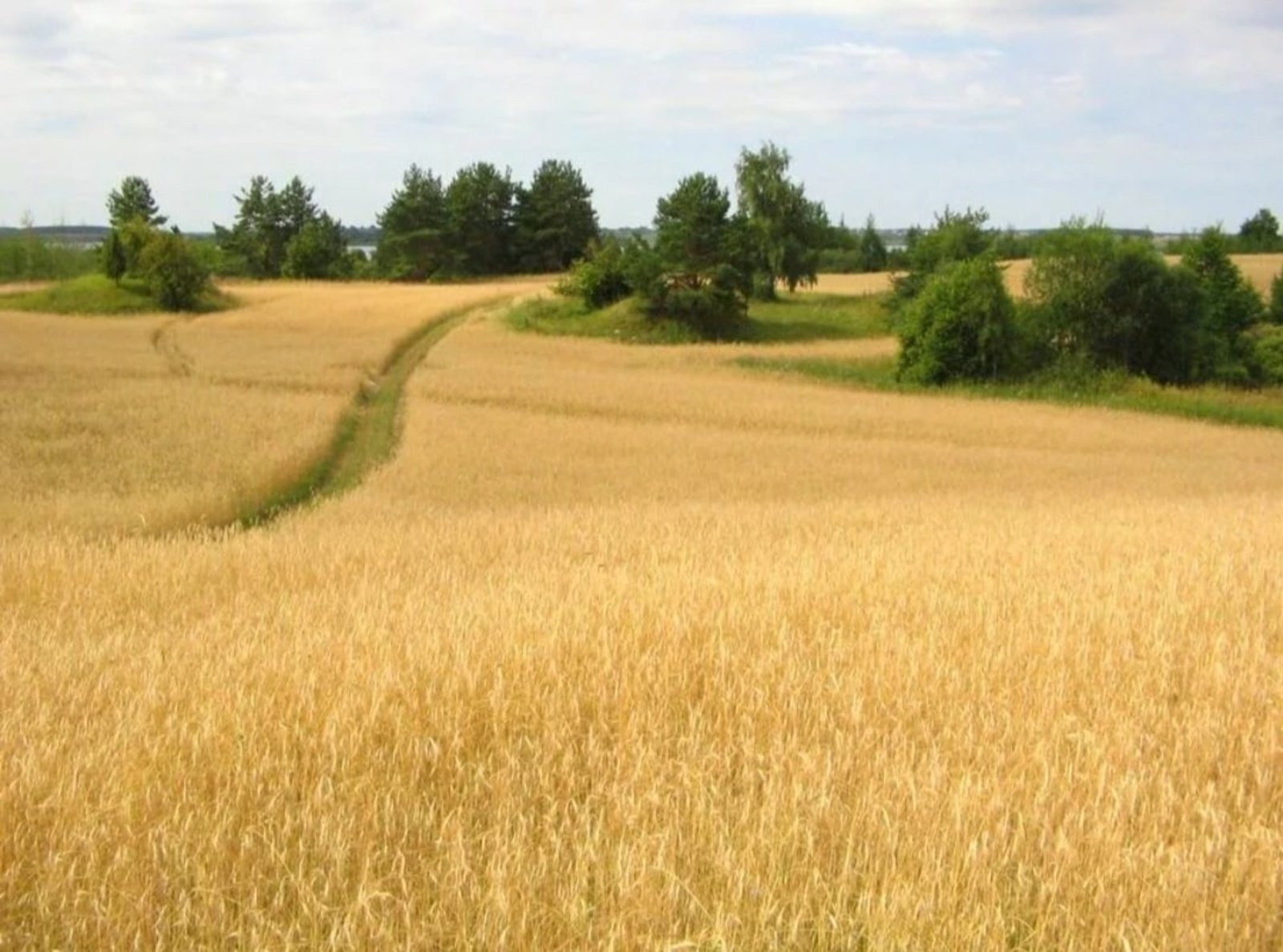 За деревней широкое поле. Шишкин дорога во ржи. Украина поле рожь. Пшеничное поле. Тропинка в пшеничном поле.
