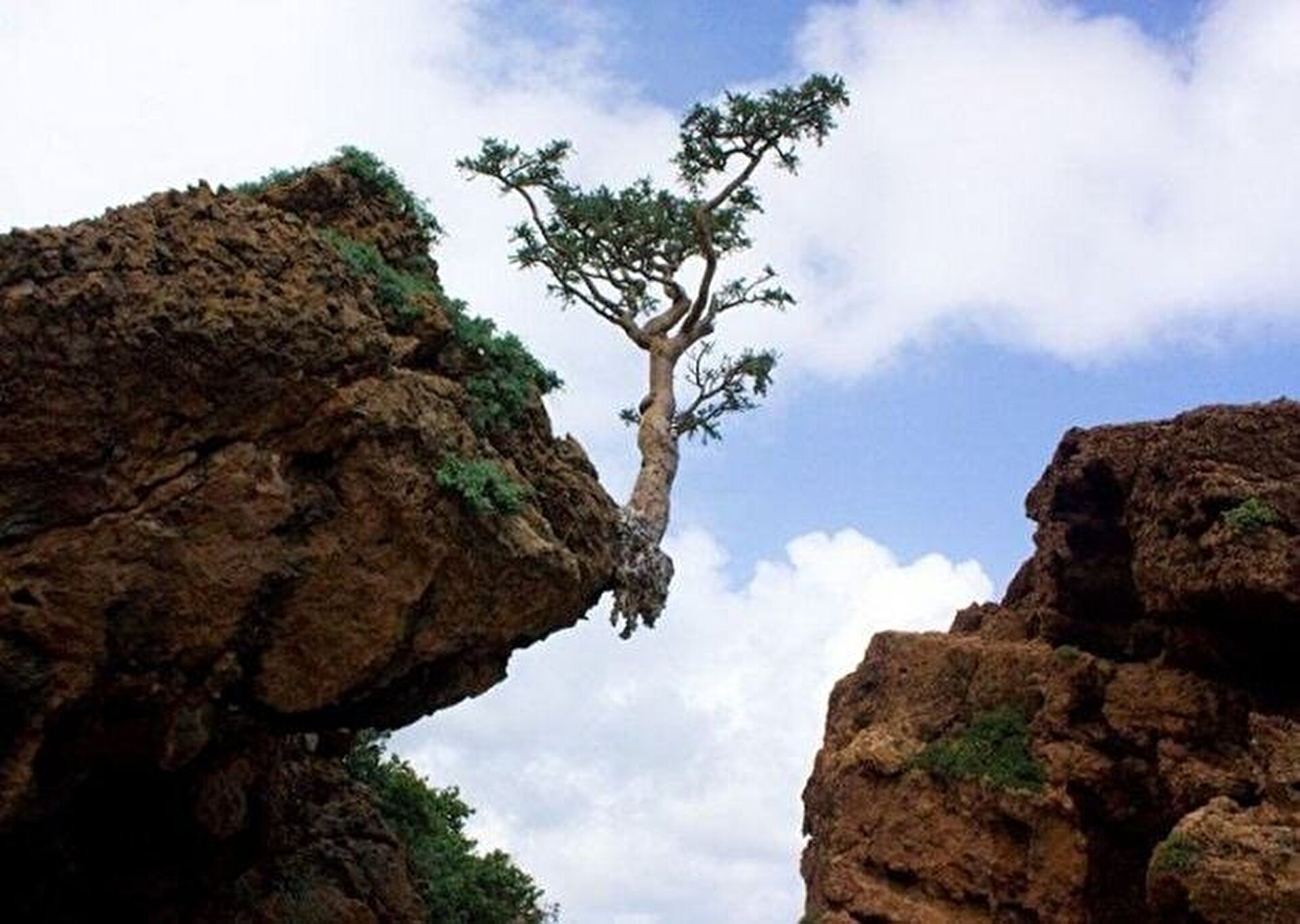 Чинара на скале. Остров Сокотра Йемен. Дерево на скале. Дерево растущее на скале. Дерево над обрывом.