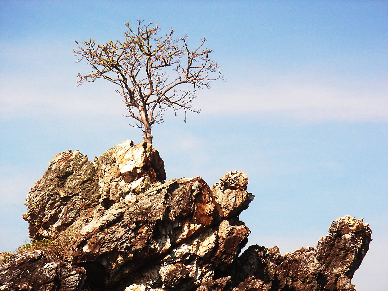 Чинара на скале. Дагдан дерево. Сосна на скале. Деревья на скалах. Дерево на скале.