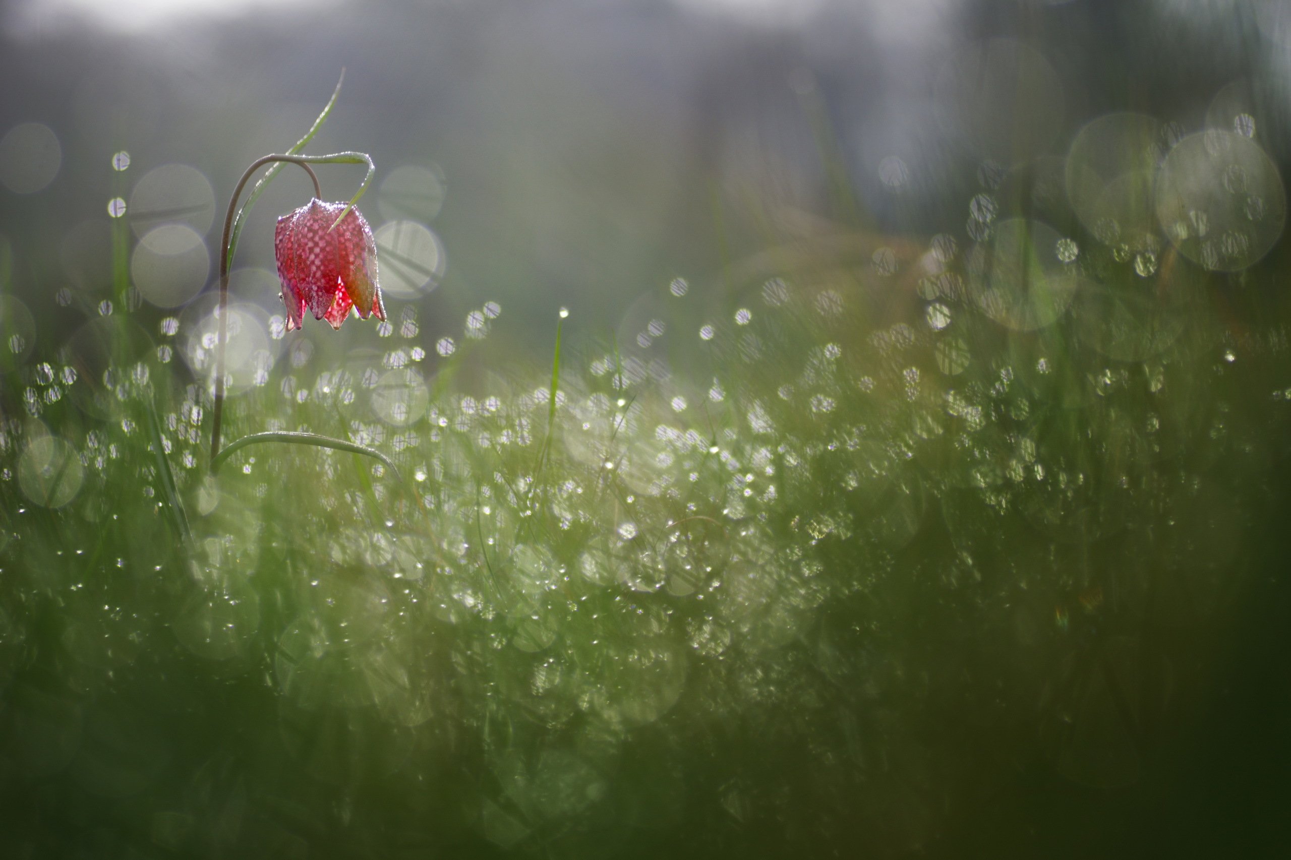 Словно утренняя роса. Растения под дождем. Природа после дождя. Летний дождь.