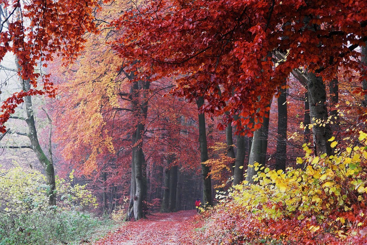 Багряная лета. Багряный осенний лес. Осенний багрянец. Багровый осенний лес. Багряный лес осень.