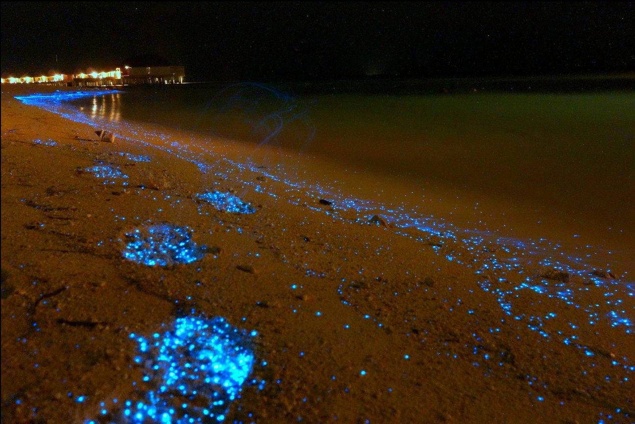 Фитопланктон в океане. Остров Ваадху Мальдивы светящийся планктон. Мальдивы острова Ваадху Мальдивы. Пляж Ваадху Мальдивы. Атолл Ваадху Мальдивы.