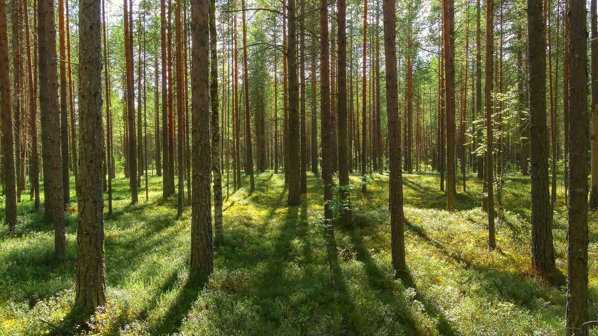 Хвойный район. Сосновый лес Карелия. Сосновый Бор Карелия. Хвойный лес Карелии. Карельский лес, Сосновый и еловый Бор.