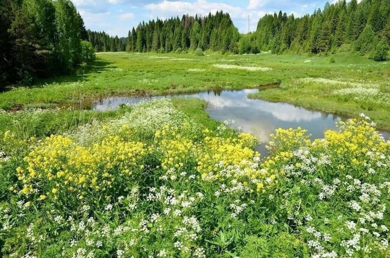 Июнь. Июнь природа. Природа Сибири весной. Лето природа. Лето июль.