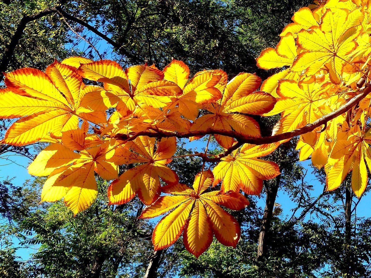 Каким цветом листья осенью. Каштан конский осень. Каштан конский осенью. Каштан autumn Splendor. Листья каштана осенью.