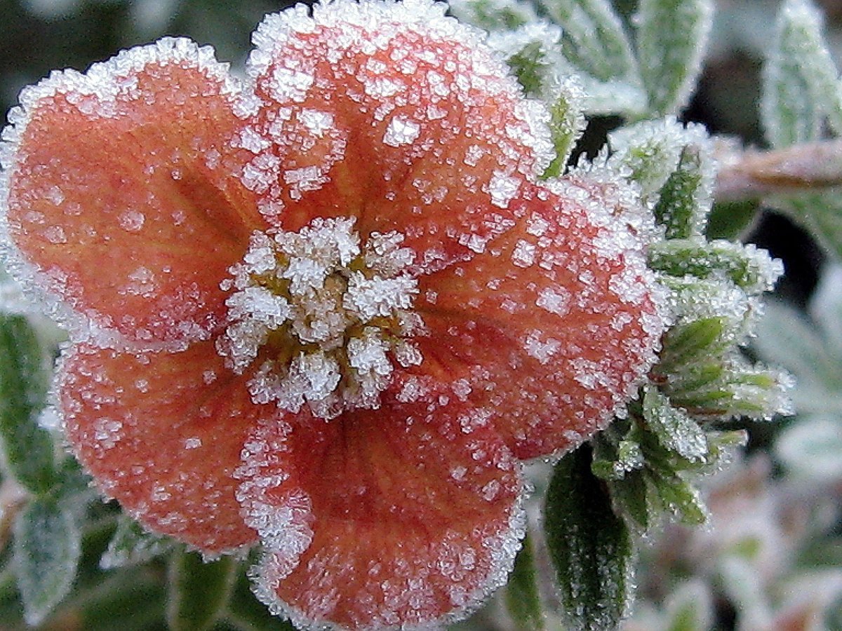 Причины заморозков. Зимние цветы. Цветы в инее. Снежные цветы. Цветы в снегу.