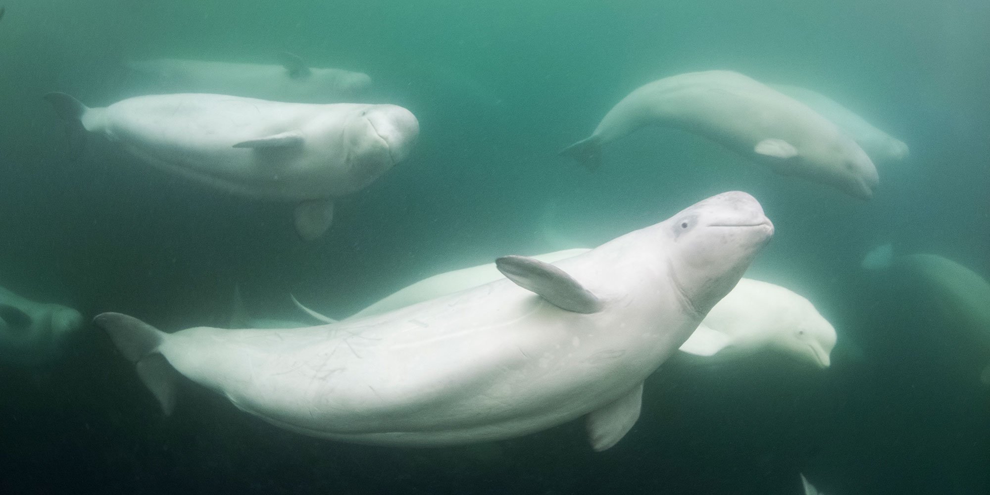 К какой группе относятся белухи. Полярный Дельфин Белуха. Белый кит Белуха. Касатка Дельфин Белуха кит.