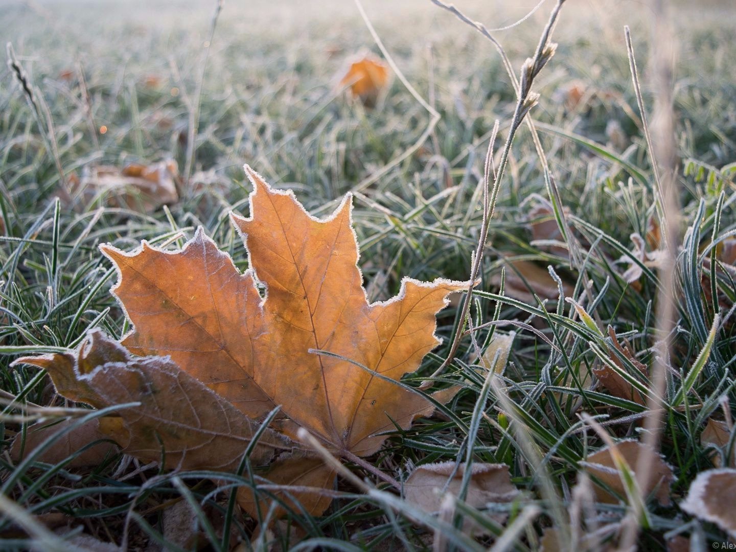Осенняя температура воздуха. Осенние заморозки. Первые заморозки. Похолодание осень. Ранние осенние заморозки.