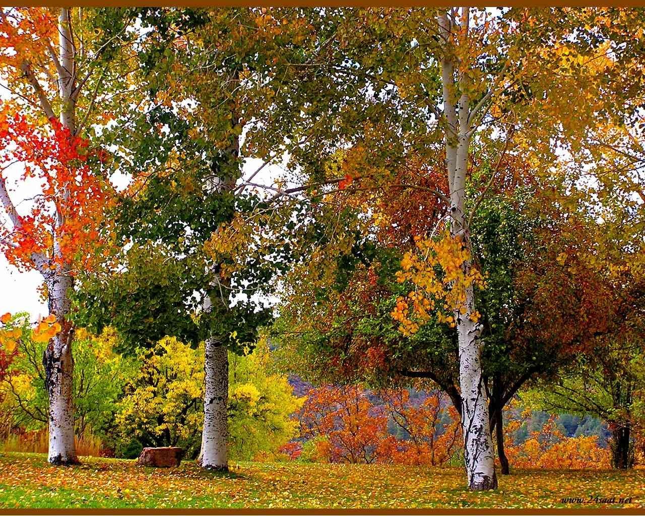 Паустовский береза. Паустовский Золотая осень. Осенний листопад. Осень листопад. Осенний лес сентябрь.