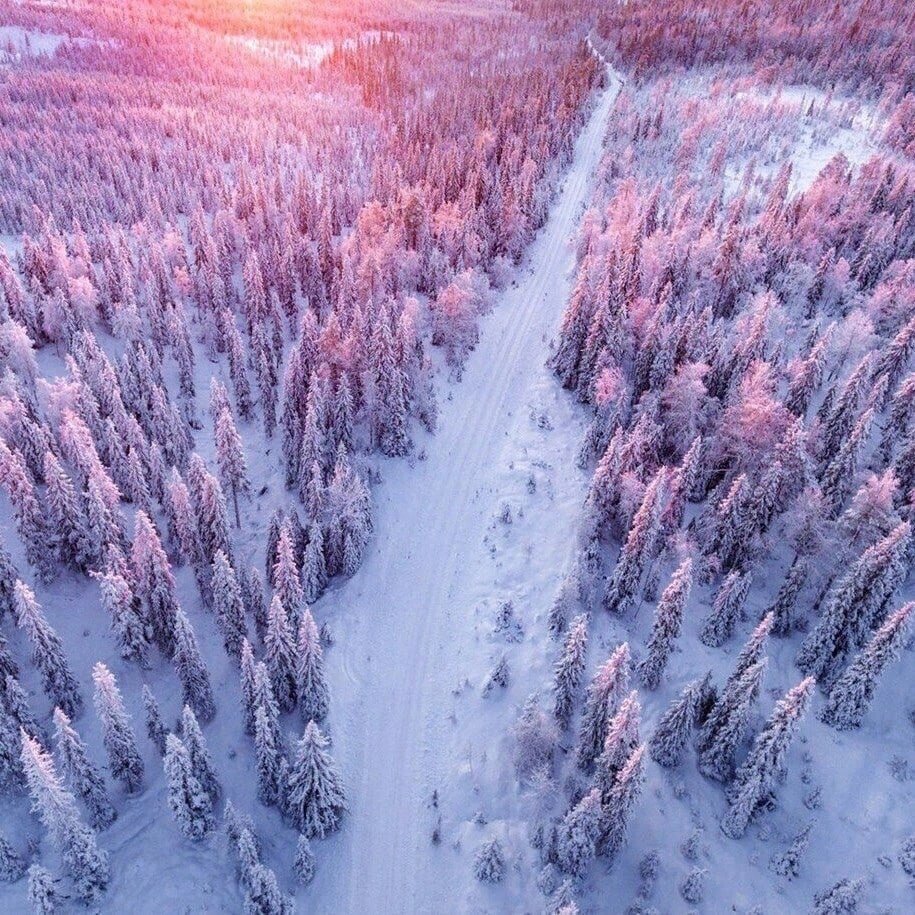 Зимний лес сверху