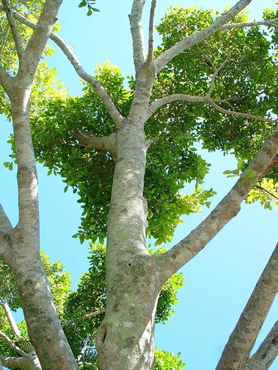 Салисбурия дерево