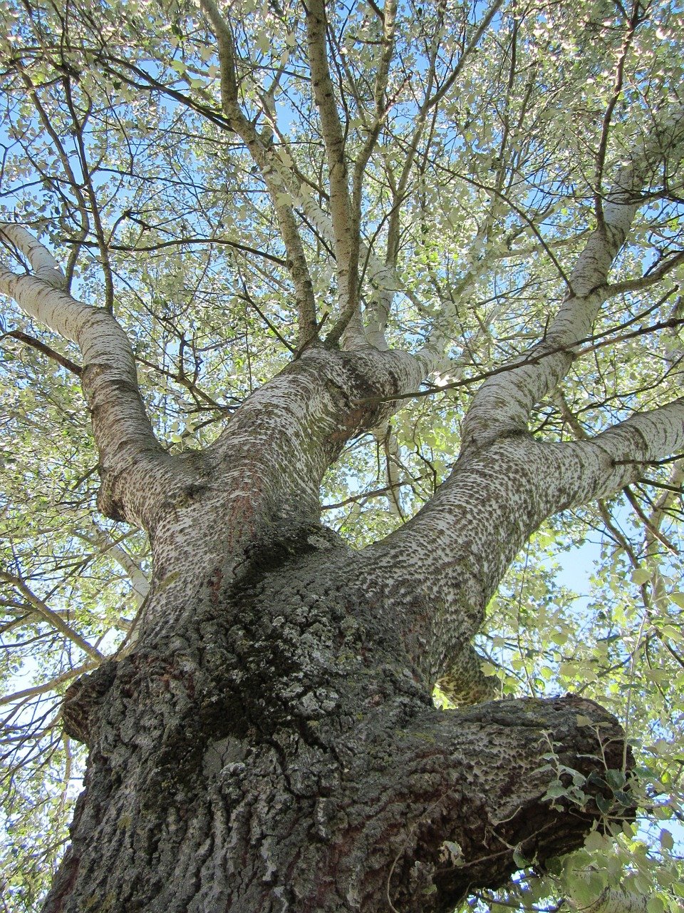 Populus Alba дерево