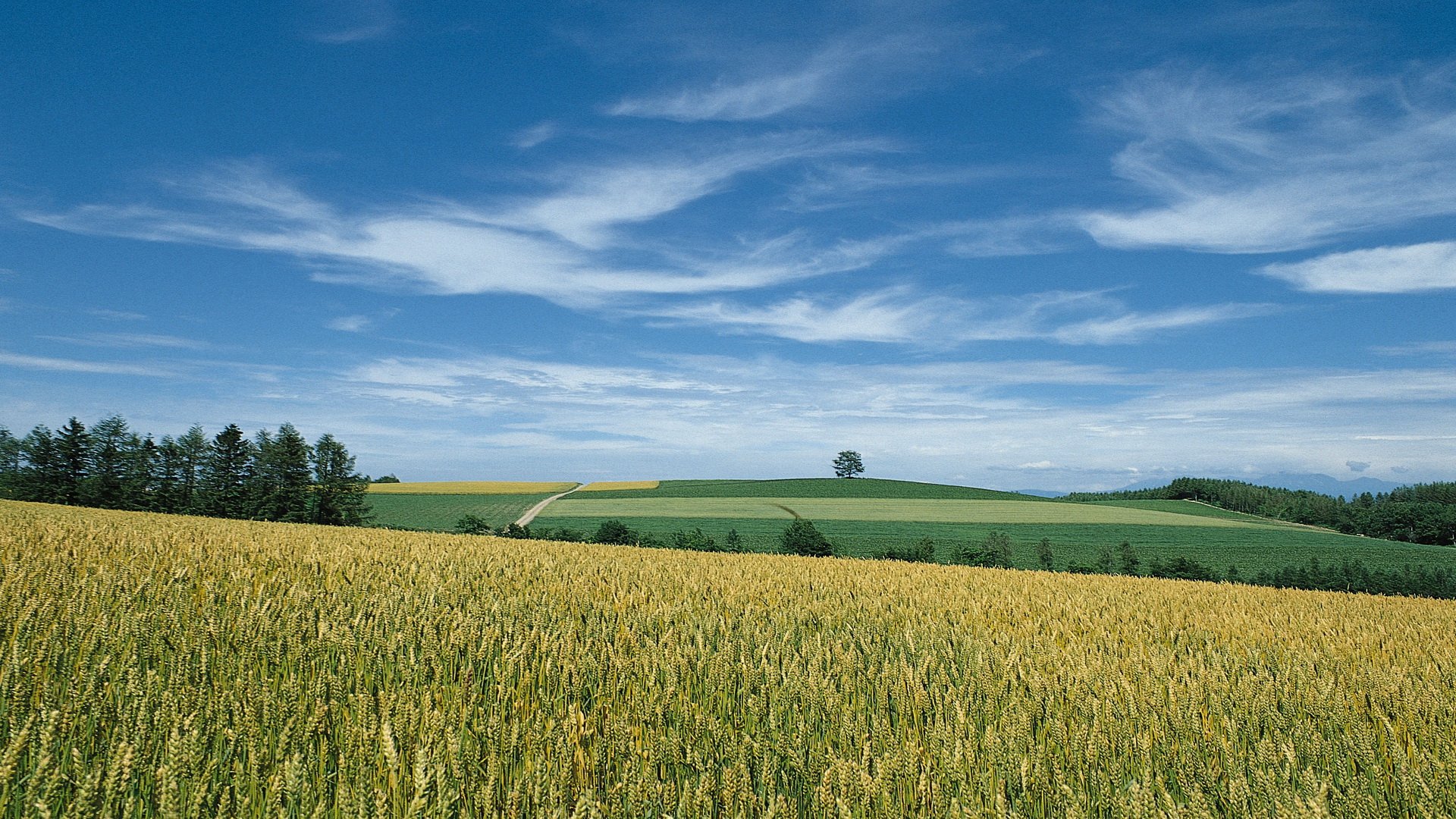 Поле берг. Поле с пшеницей Белгород. Бескрайние поля Беларуси. Природа поле. Поле и небо.