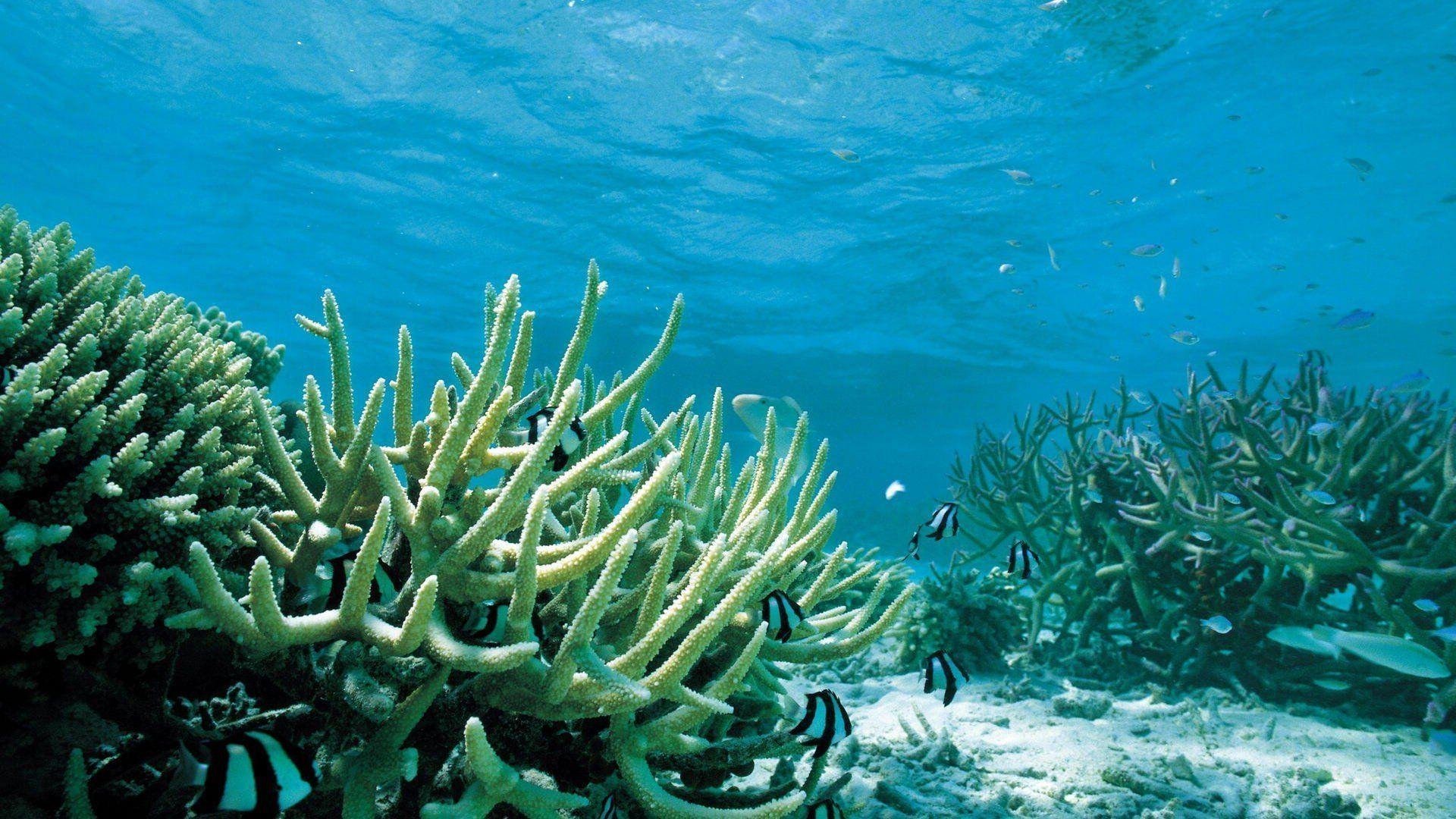 Водоросли без воды. Морское дно. Растения морей и океанов. Подводный мир водоросли. Морское дно с водорослями.