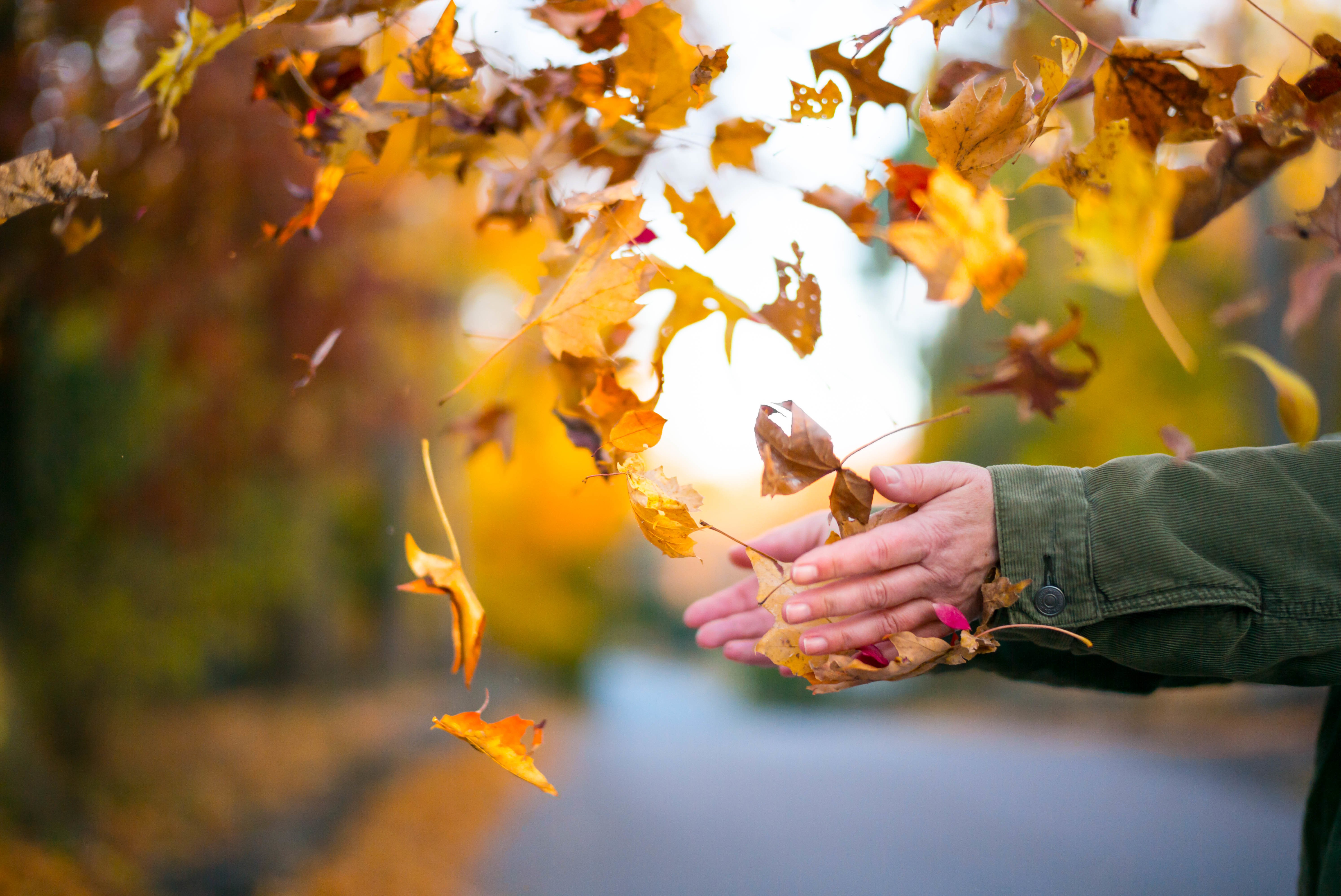 Осенний воздух свеж. Осенние листья в руках. Лист в руке. Осенний лист на ладони. Осень люди.