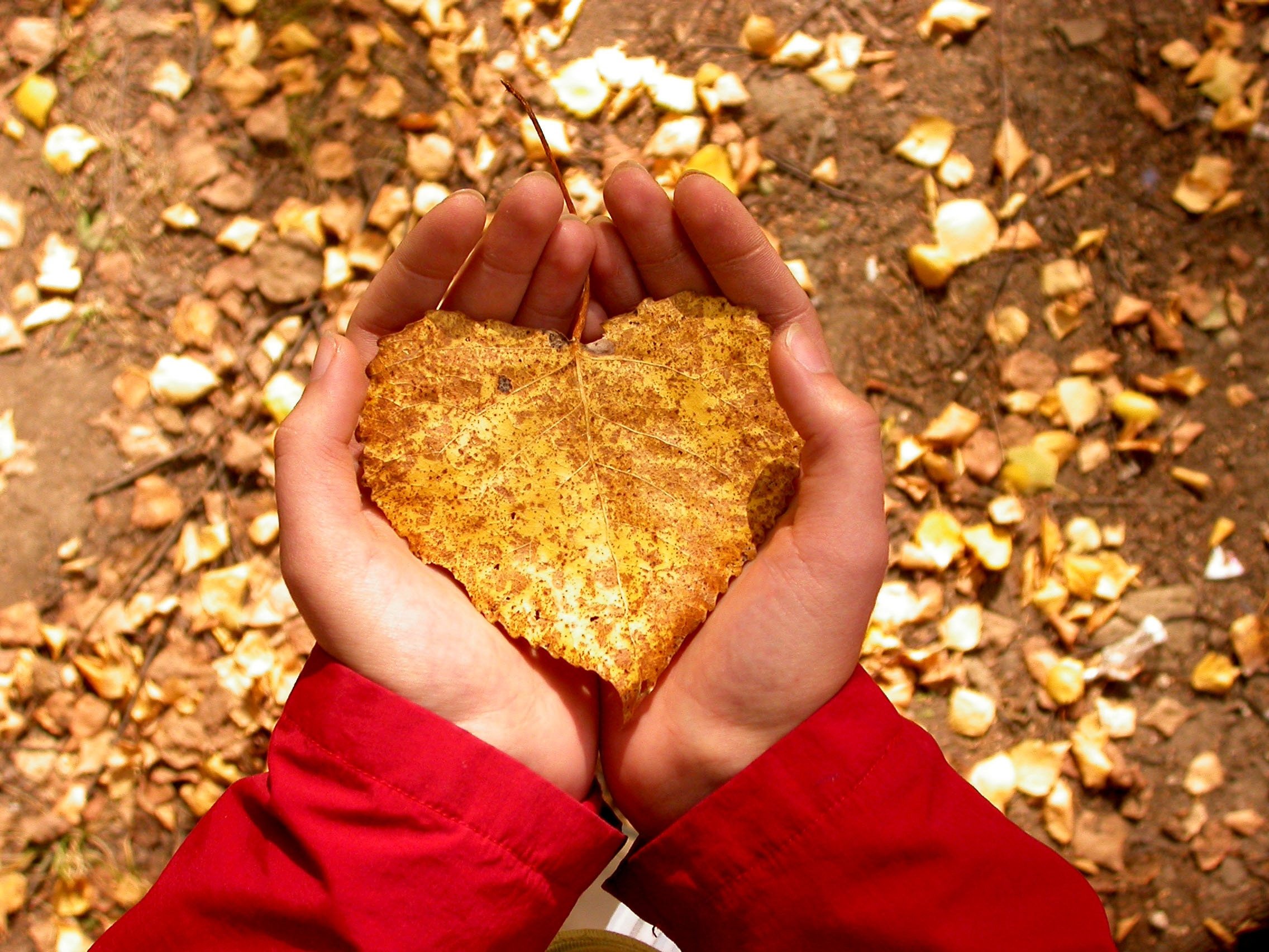 Честная душа и золотое сердце. Осеннее сердце. Сердце из осенних листьев. Золото в руках. Сокровище в руках.
