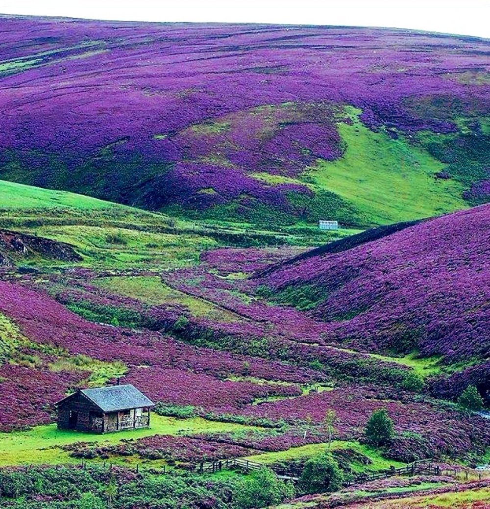 Вересковые холмы Шотландии