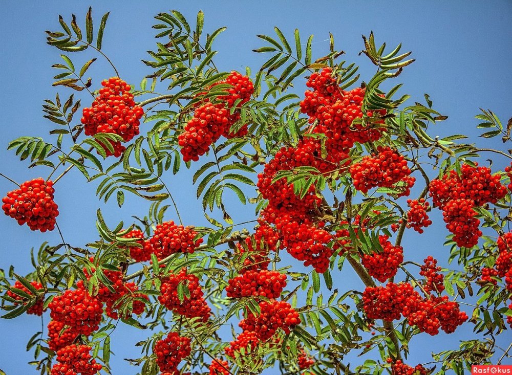Рябина (Sorbus Мичуринская красавица
