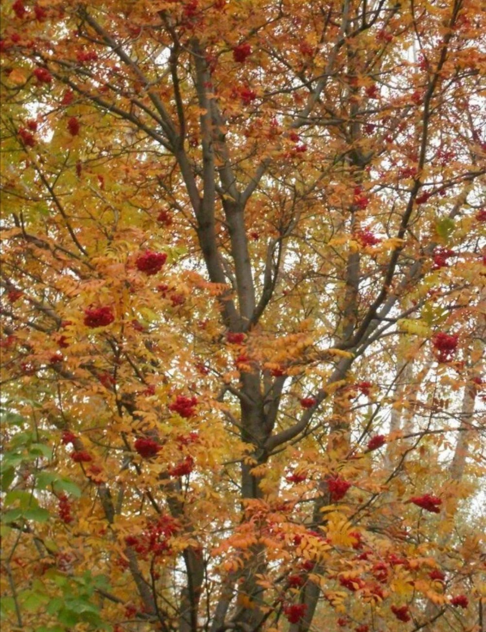 Арония дерево осенью