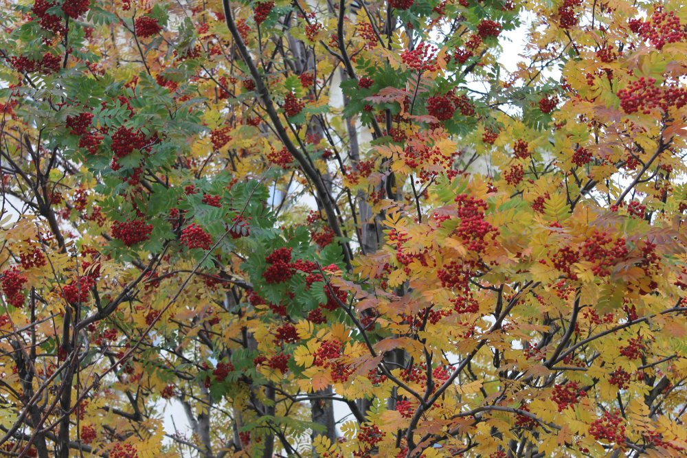 Осенние деревья рябины осенью