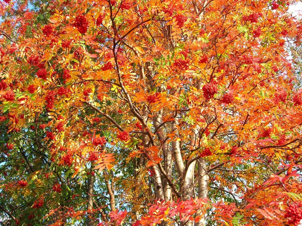 Осенние деревья и кусты