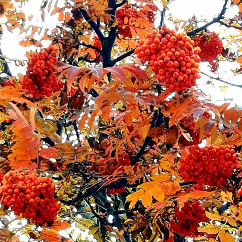 Осенняя рябина дерево