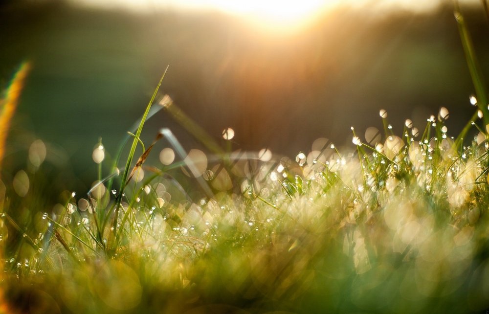 Солнечные лучи на траве