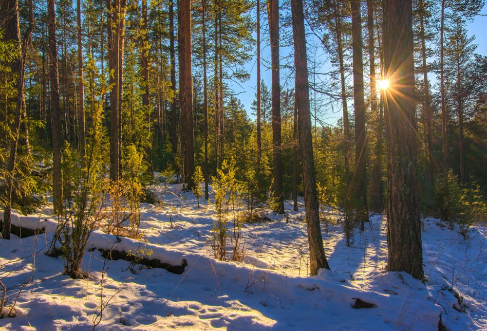 Зимний пейзаж Уральский лес