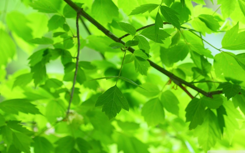 Зелень листва