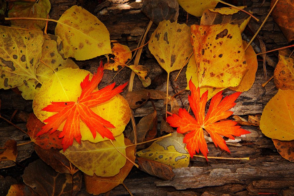 Листья желто оранжевые