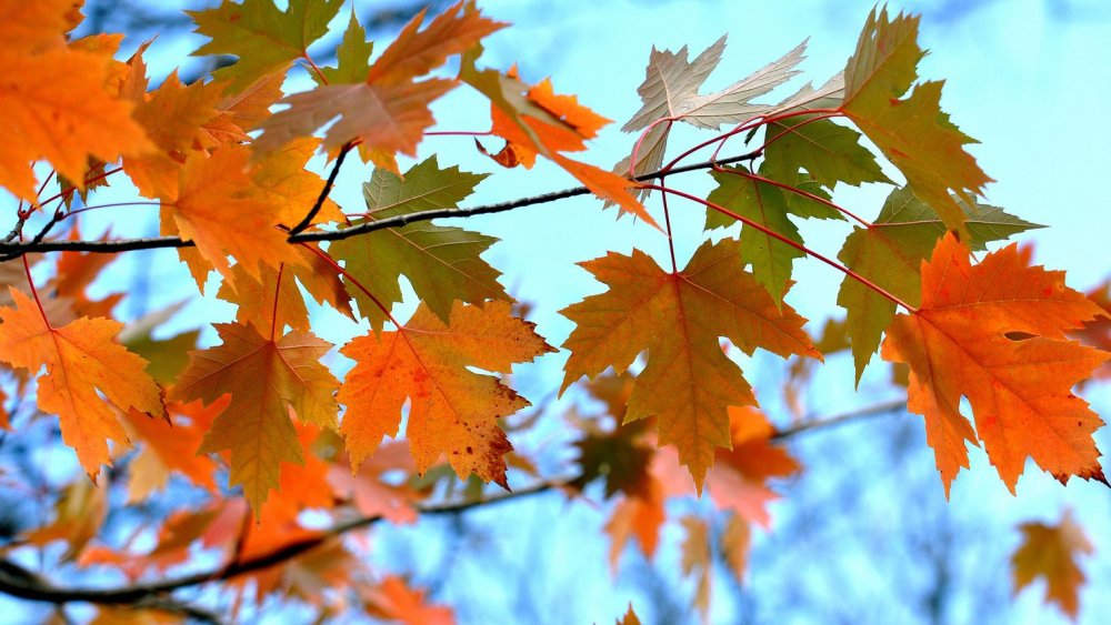 Красивые осенние листья