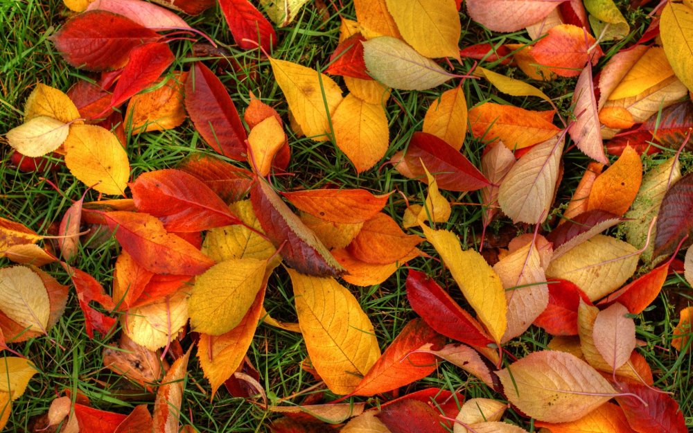 Осенняя листва