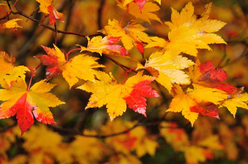 Осень фото красивые листья
