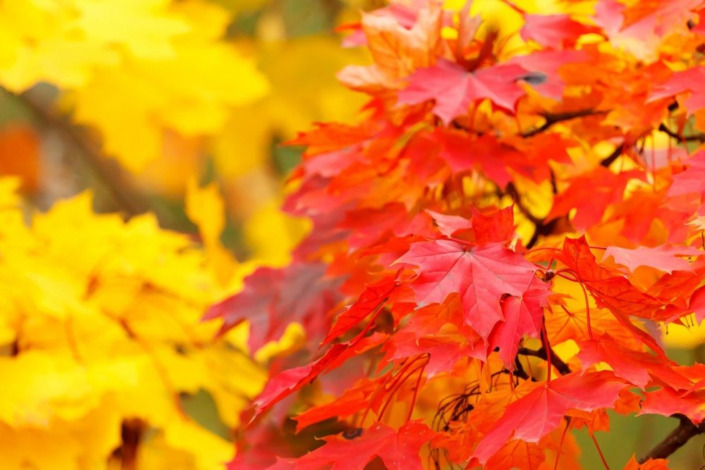 Яркие осенние листья