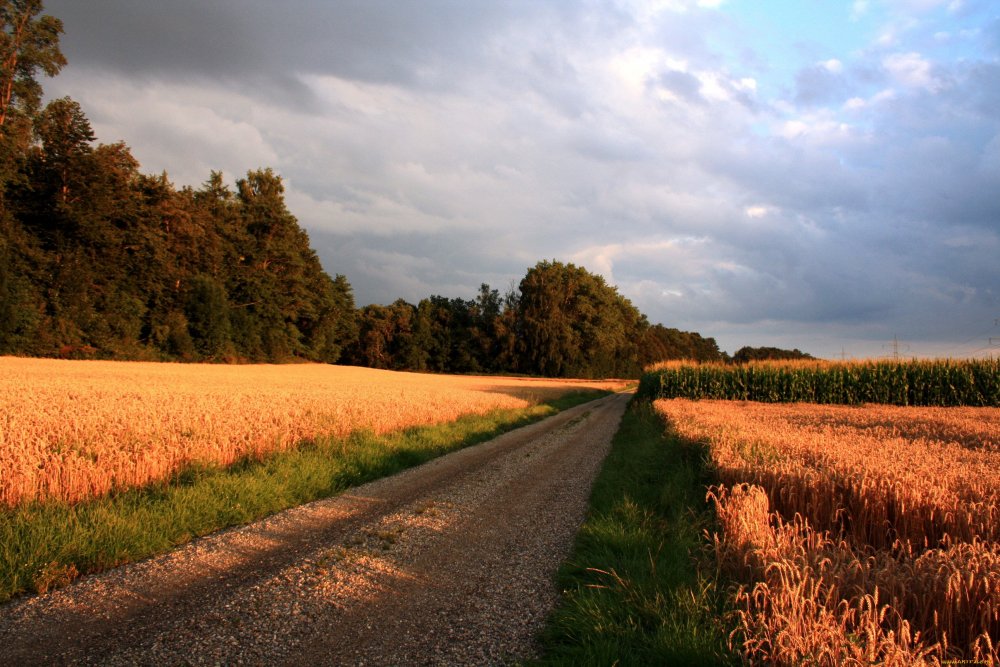 Пшеничное поле с дорогой