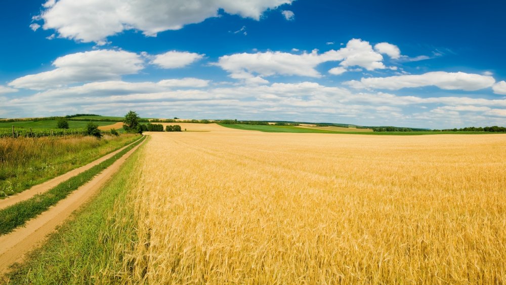 Дорога в пшеничном поле
