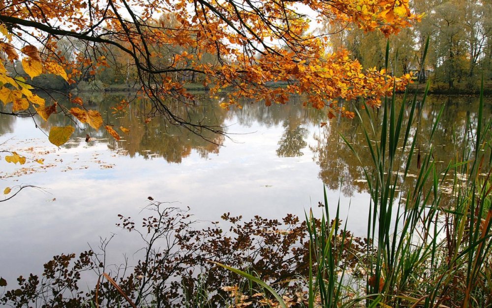 Золотая осень Нарышкинский пруд