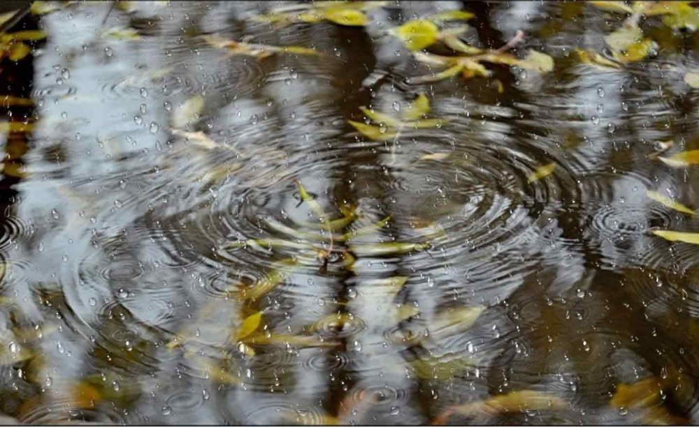 Осень дождь лужи