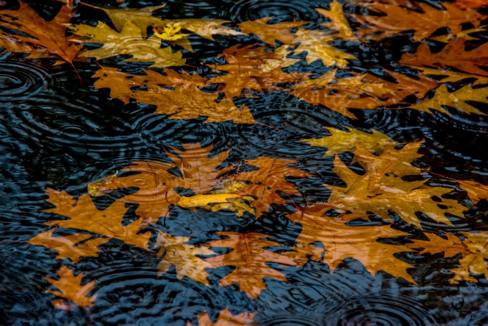 Желтые листья на воде
