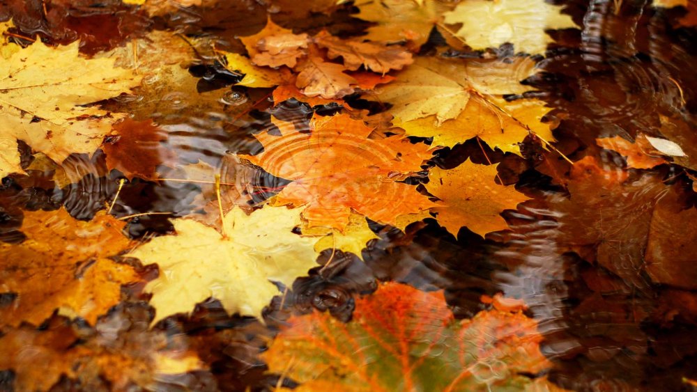 Осень листья