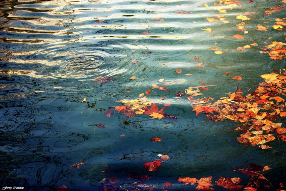 Осенняя листва на воде